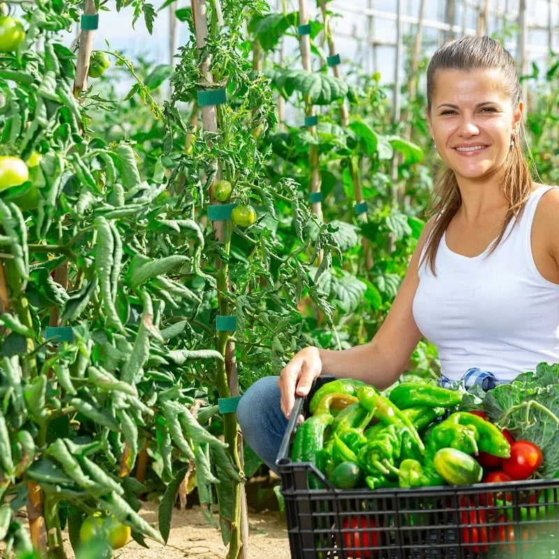 Attaches de câble en nylon refermables, 20/2 m, ruban adhésif pour plantes, pour soutenir les vignes, les tomates et les fournitures de jardin.
