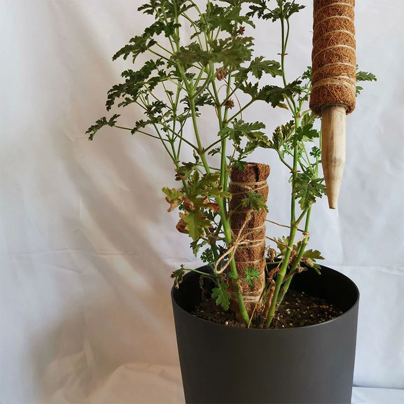 Climbing Totem Pole Plant Support Indoor Climbing Plants Stake Sphagnum Moss Coconut Fiber Creeper Frame Indoor Garden Supplies